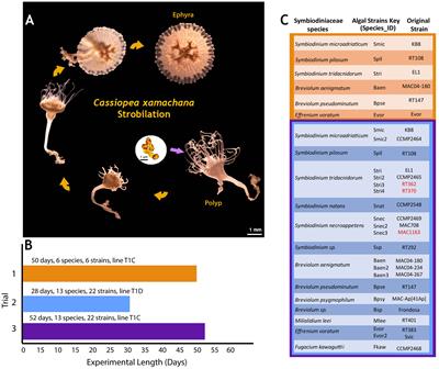 Host–symbiont plasticity in the upside-down jellyfish Cassiopea xamachana: strobilation across symbiont genera